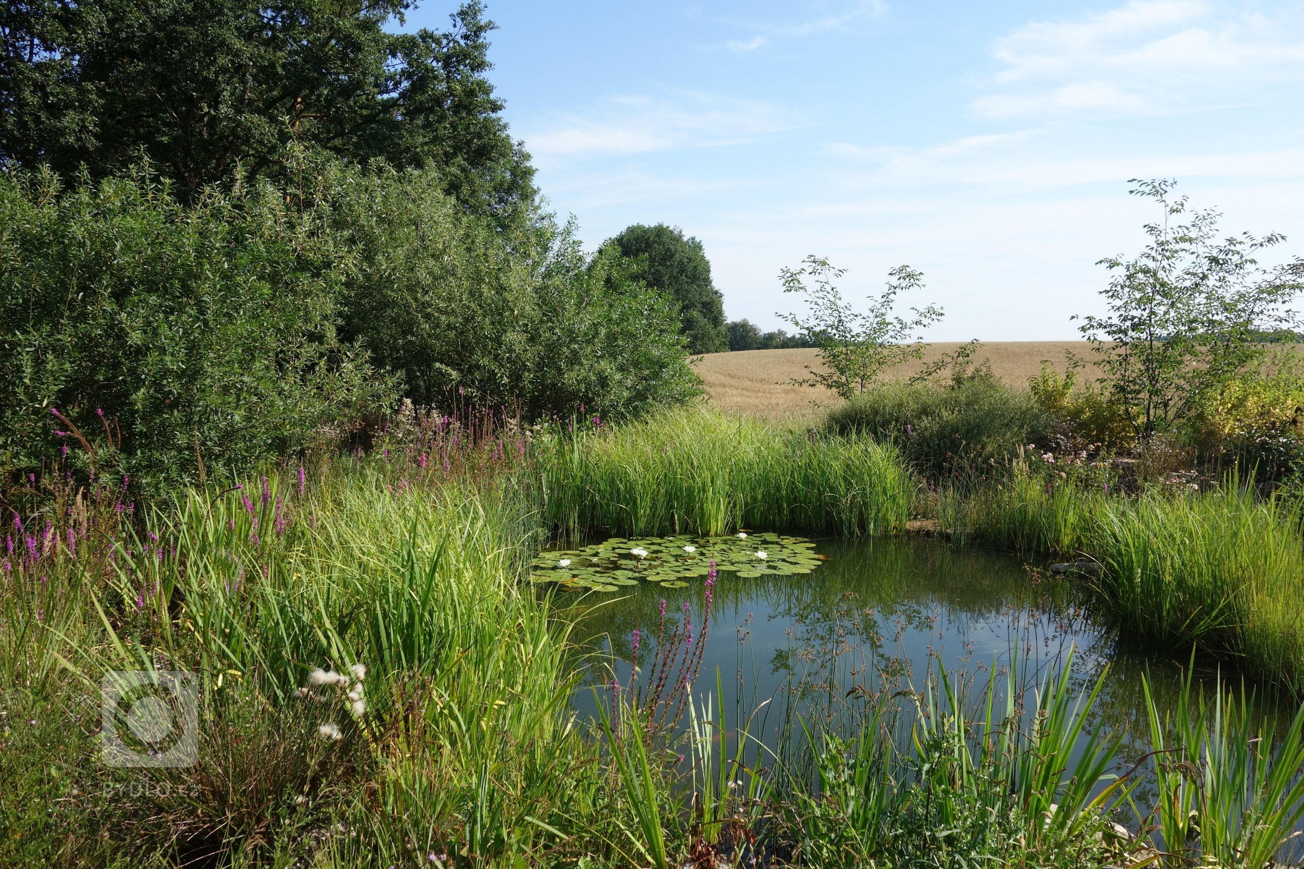 Zahrada byla navržena a zrealizována u novostavby krásného kamenného domu inspirovaného Bretaní. Svažité a lemující oblasti jsou pokryty lučním porostem.…
