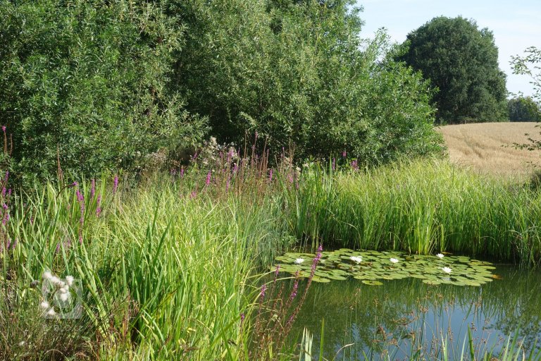 add picture to album