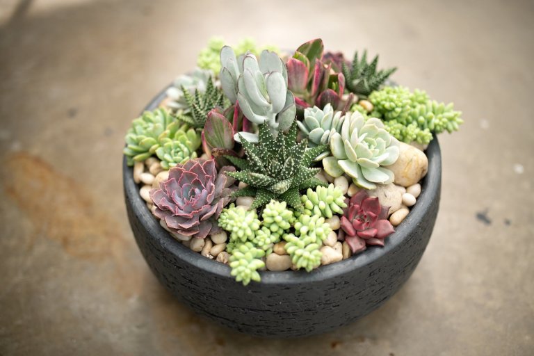 Sukulenty: Živé dekorace