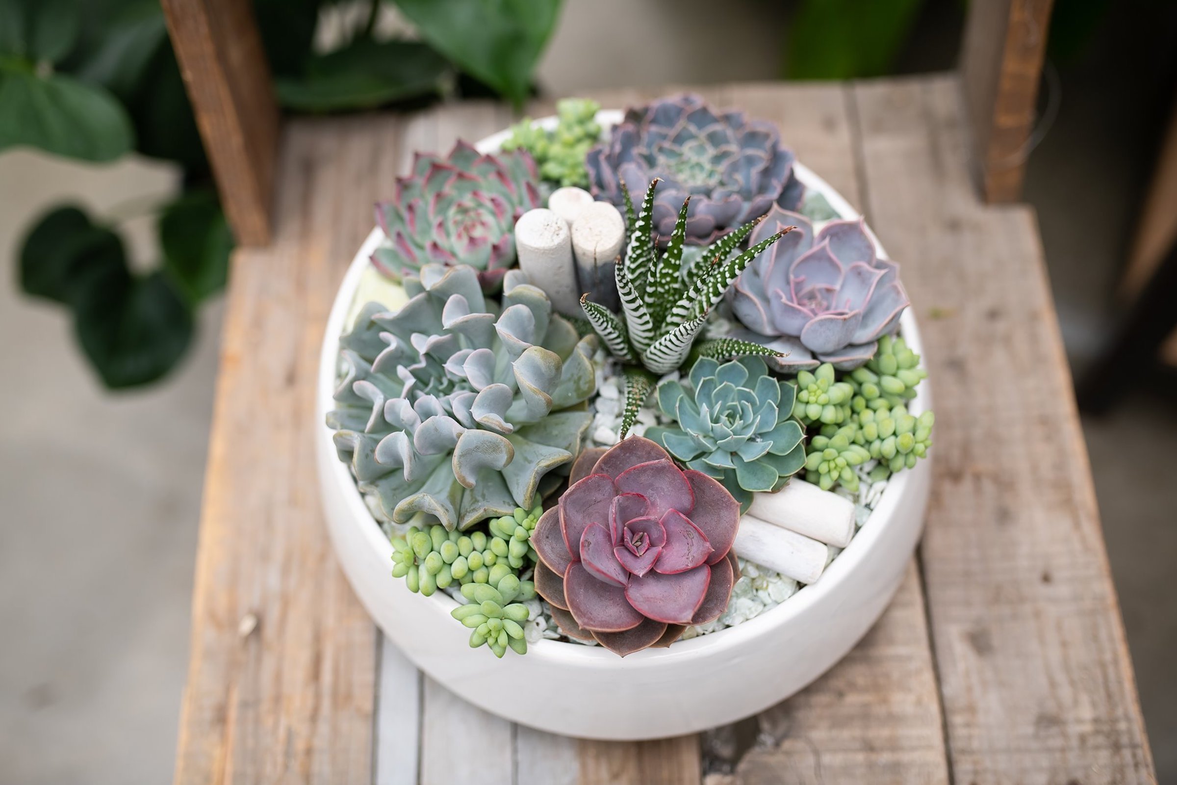 Sukulenty: Živé dekorace