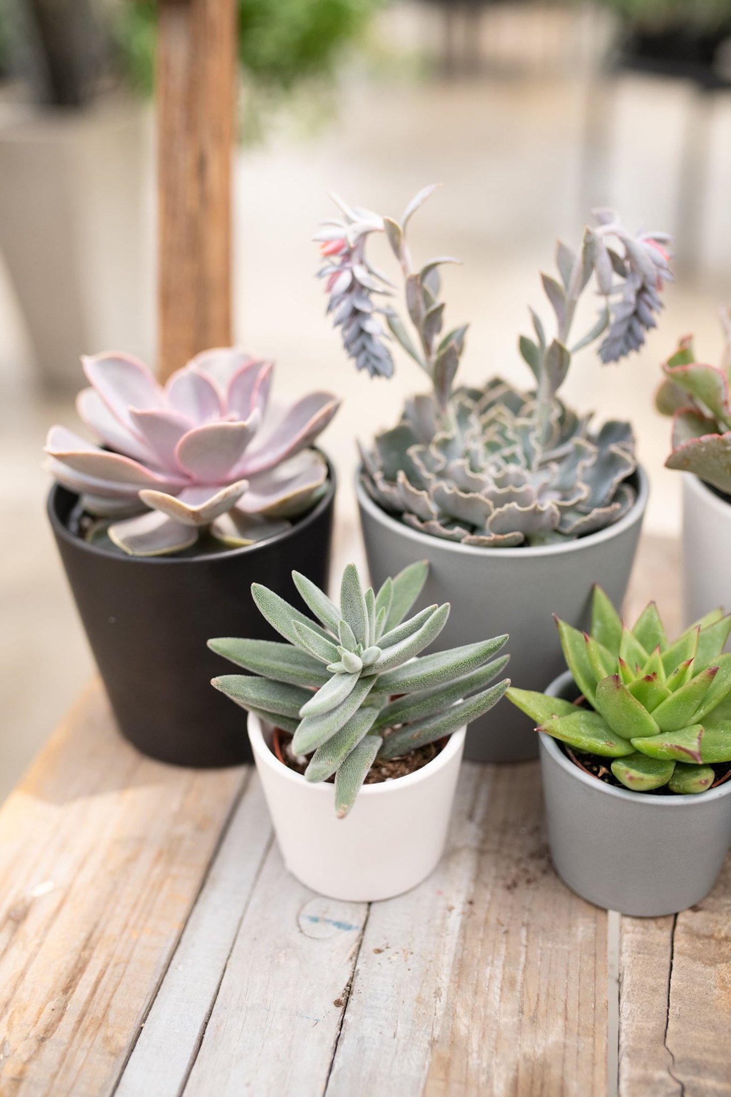 Sukulenty: Živé dekorace