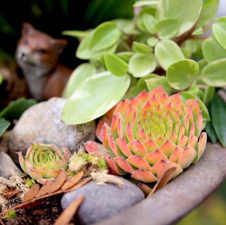 Sukulenty: Živé dekorace