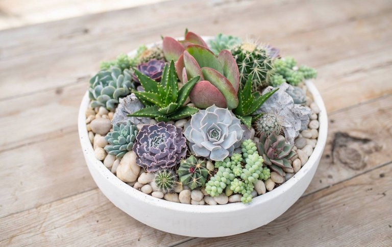 Sukulenty: Živé dekorace