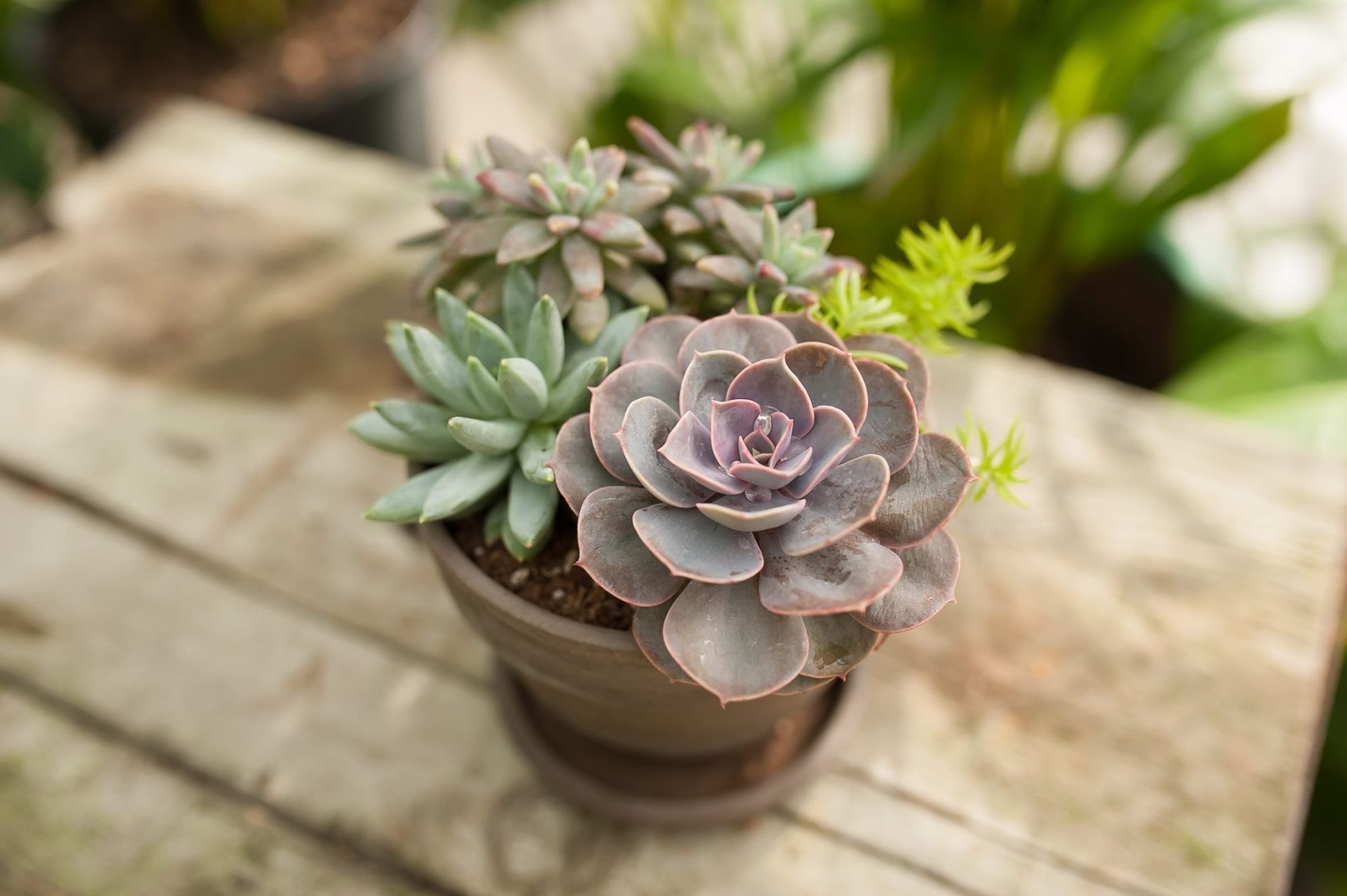 Sukulenty: Živé dekorace