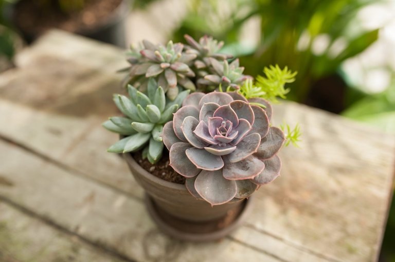 Sukulenty: Živé dekorace