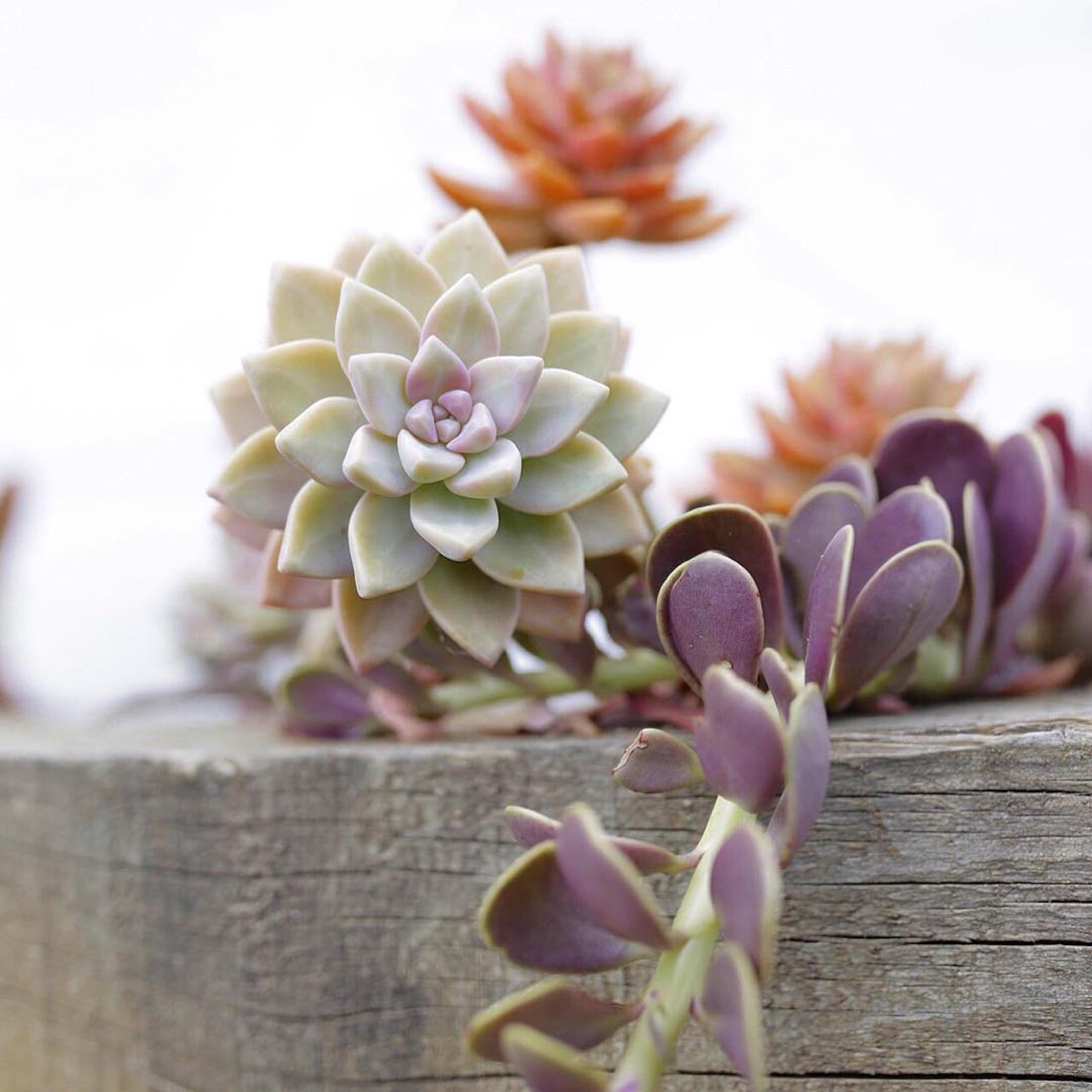 Sukulenty: Živé dekorace