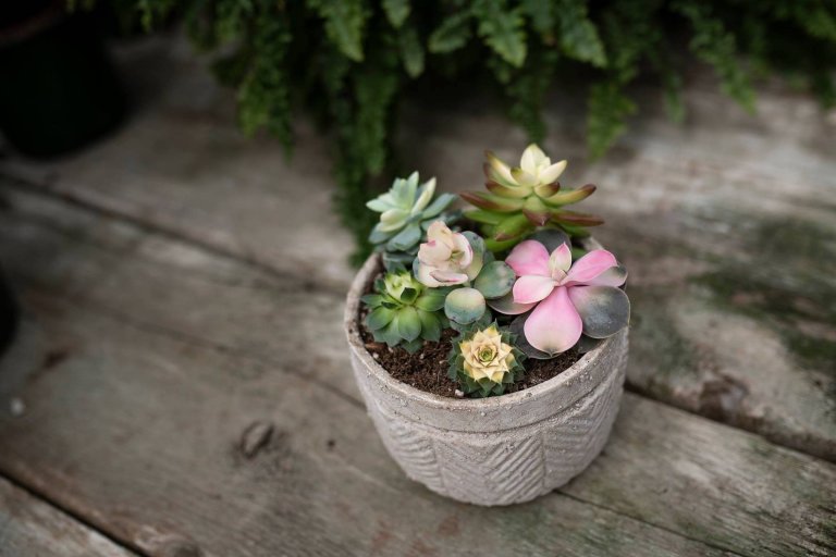 Sukulenty: Živé dekorace