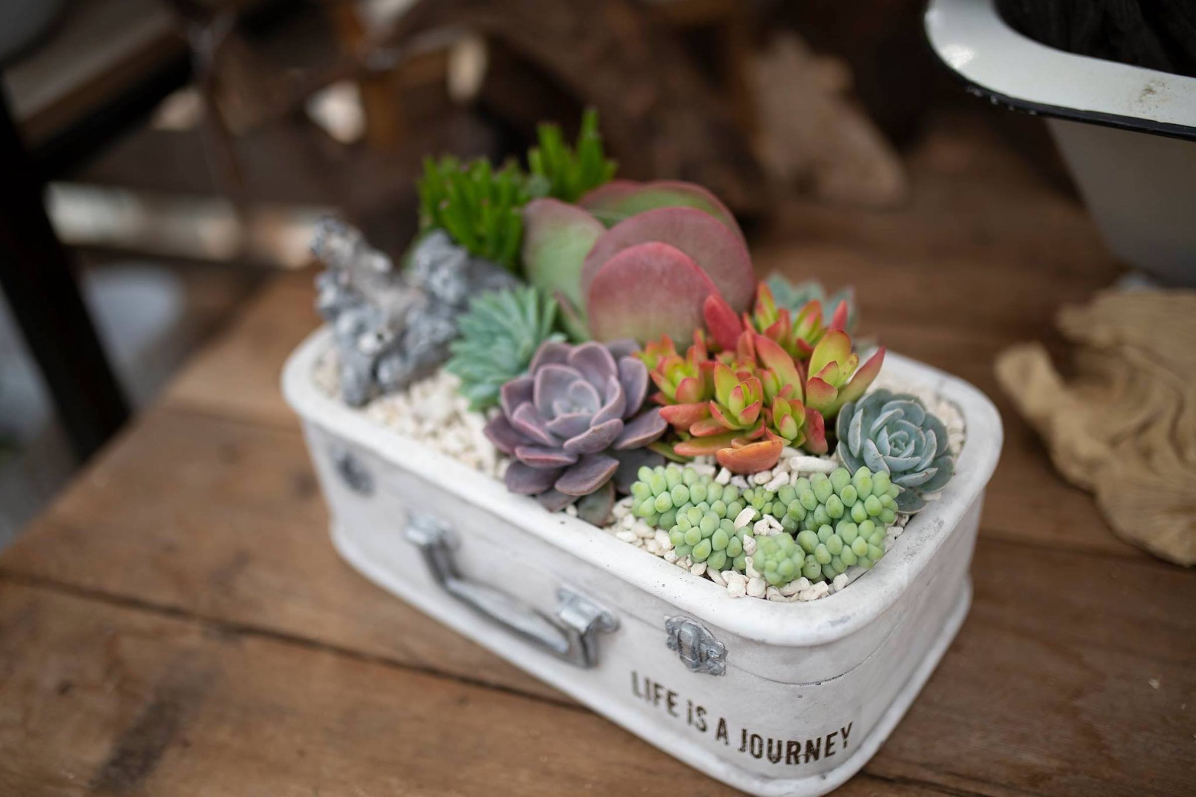 Sukulenty: Živé dekorace