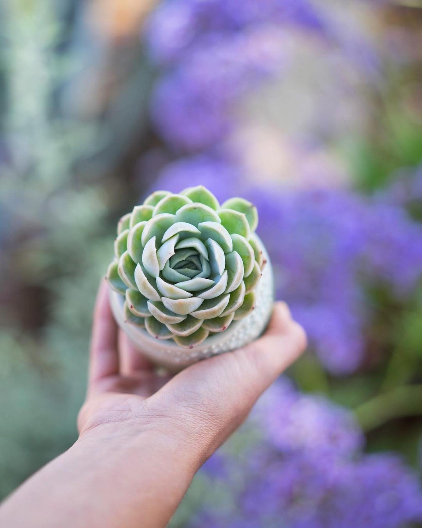 Sukulenty: Živé dekorace