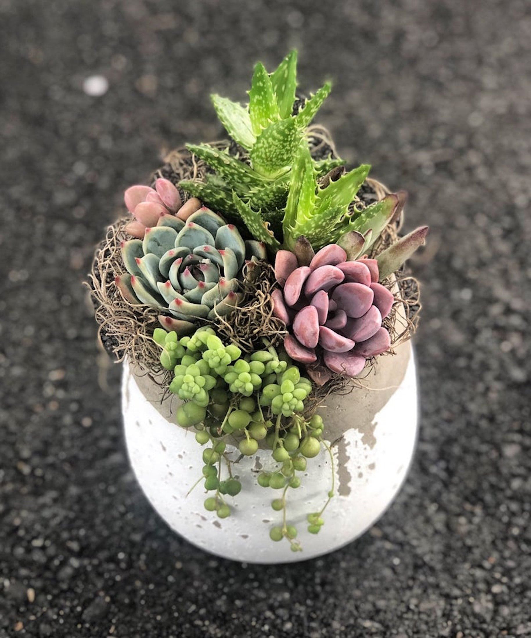 Sukulenty: Živé dekorace