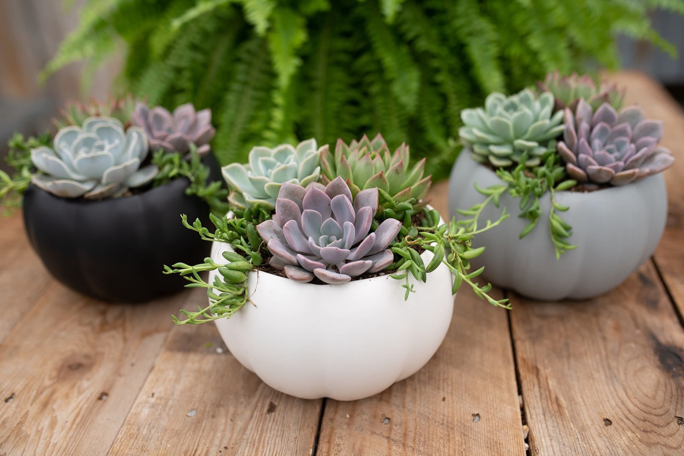 Sukulenty: Živé dekorace