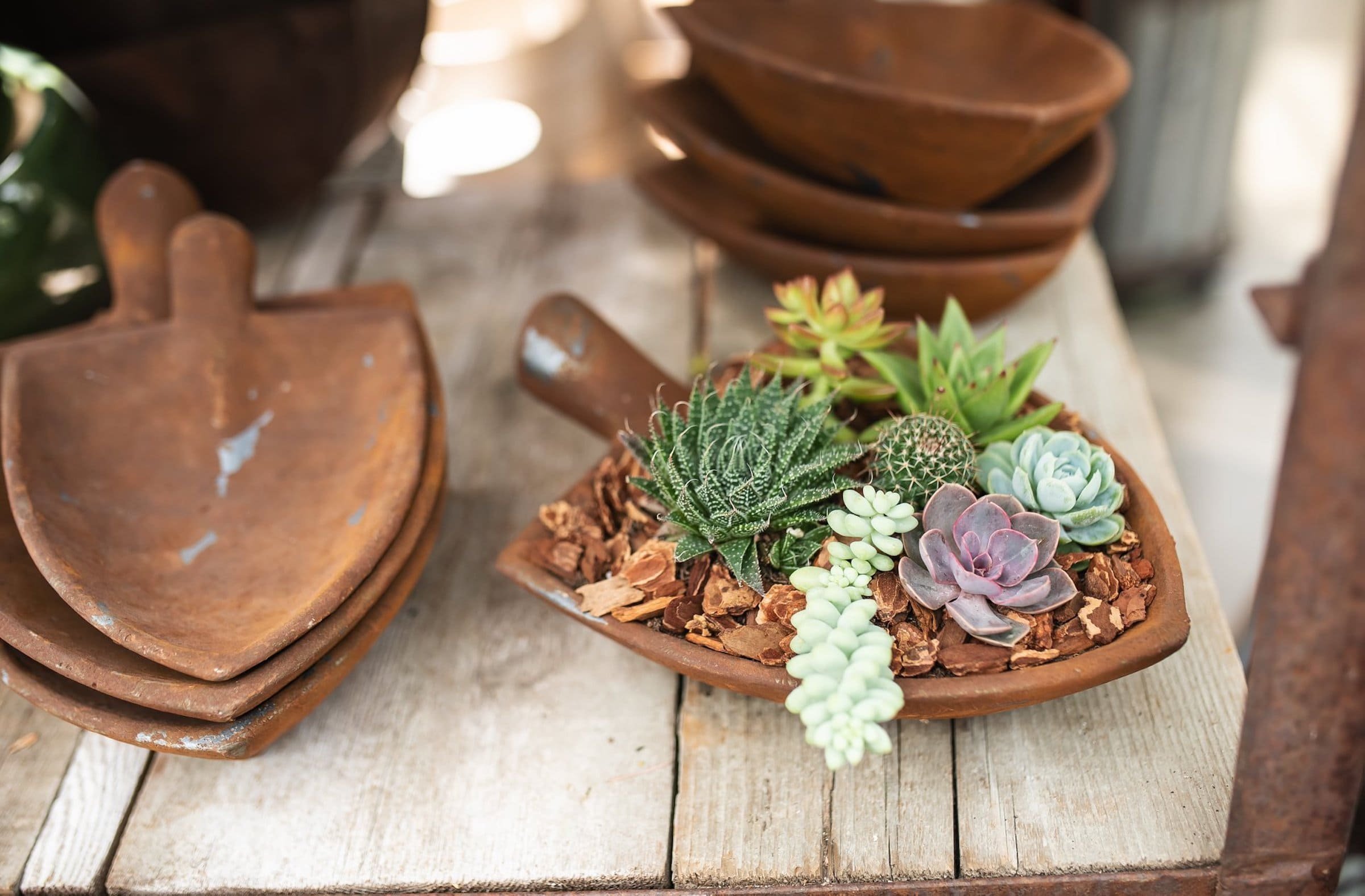 Sukulenty: Živé dekorace