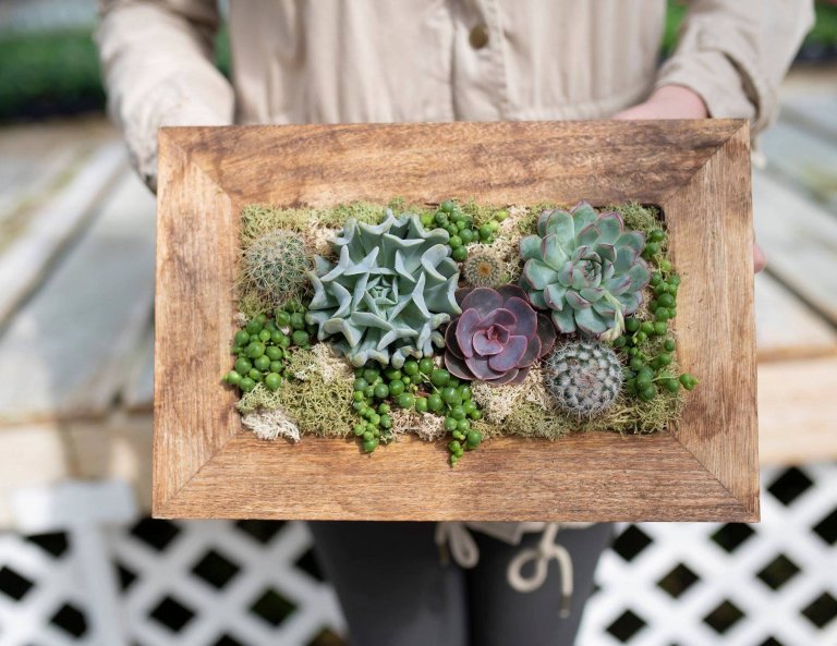 Živý obraz ze sukulentů, dekorace pro nadšené zahradníky a pěstitele