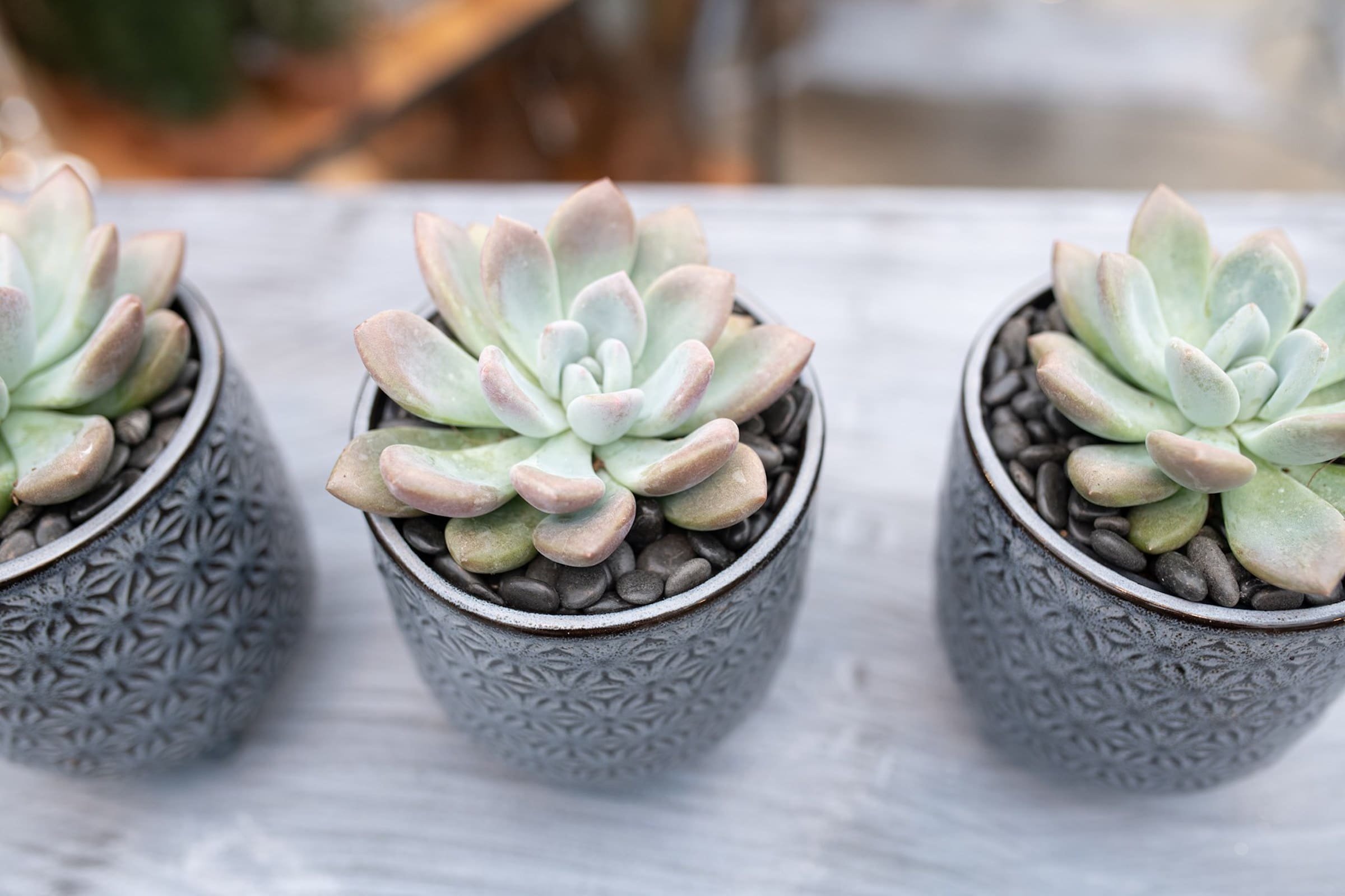 Sukulenty: Živé dekorace