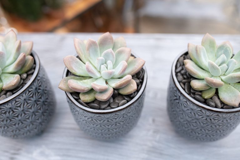 Sukulenty: Živé dekorace