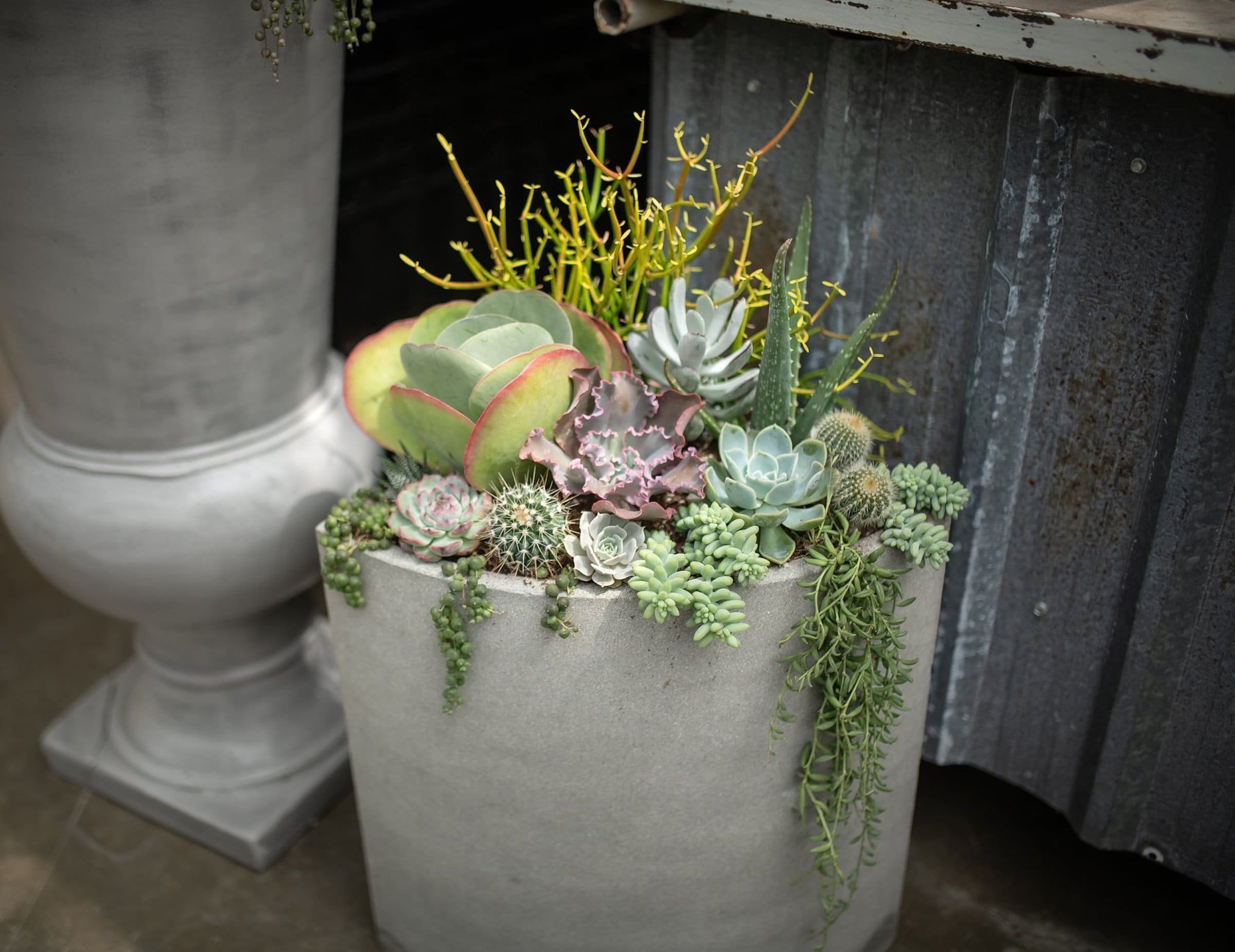 Sukulenty: Živé dekorace