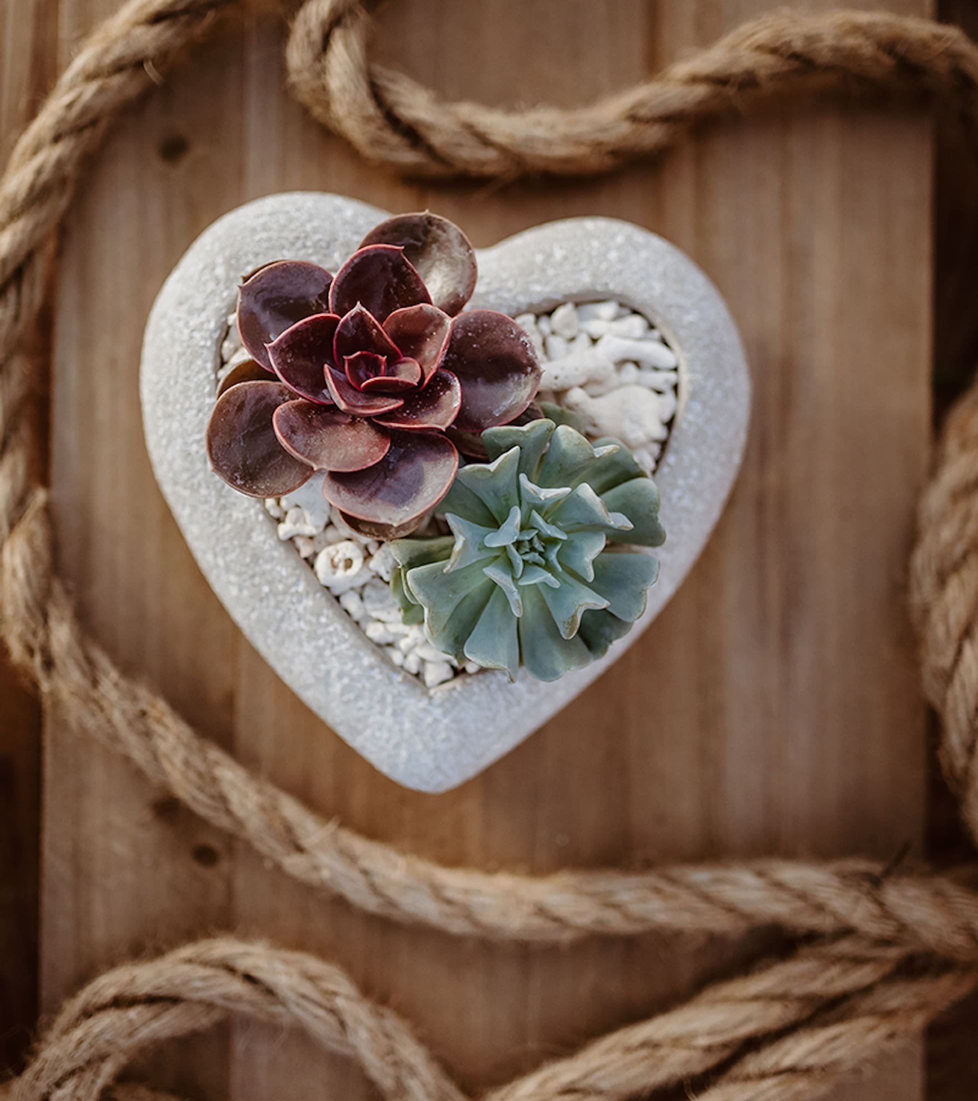 Sukulenty: Živé dekorace