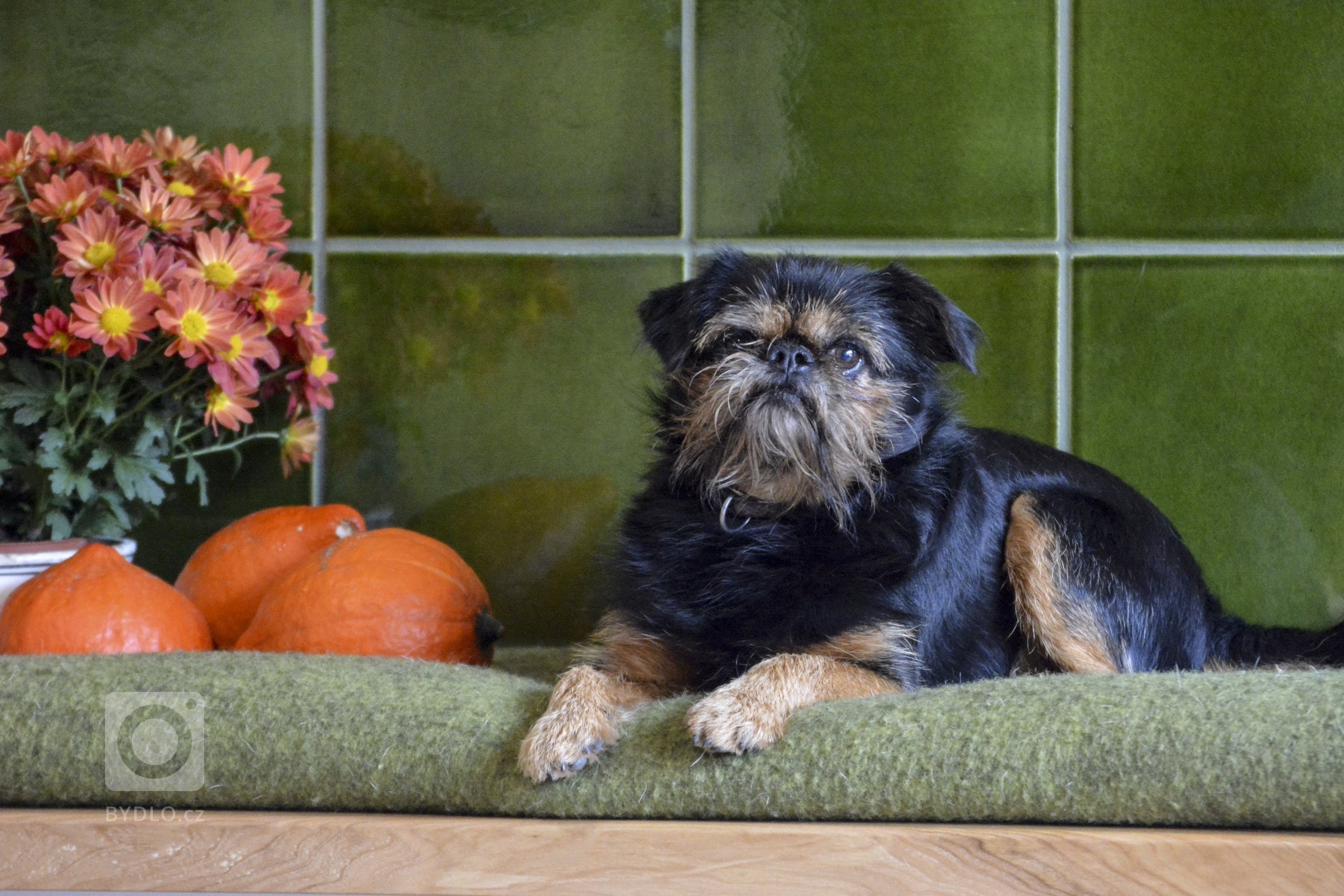 Kachlová kamna s teplovodní kamnovou vložkou Brunner. Keramika K&amp;K Poker - Kamnářství Bechyně. Typ kachle Rustikal hluboký , římsa Flora v zelené lahvové…