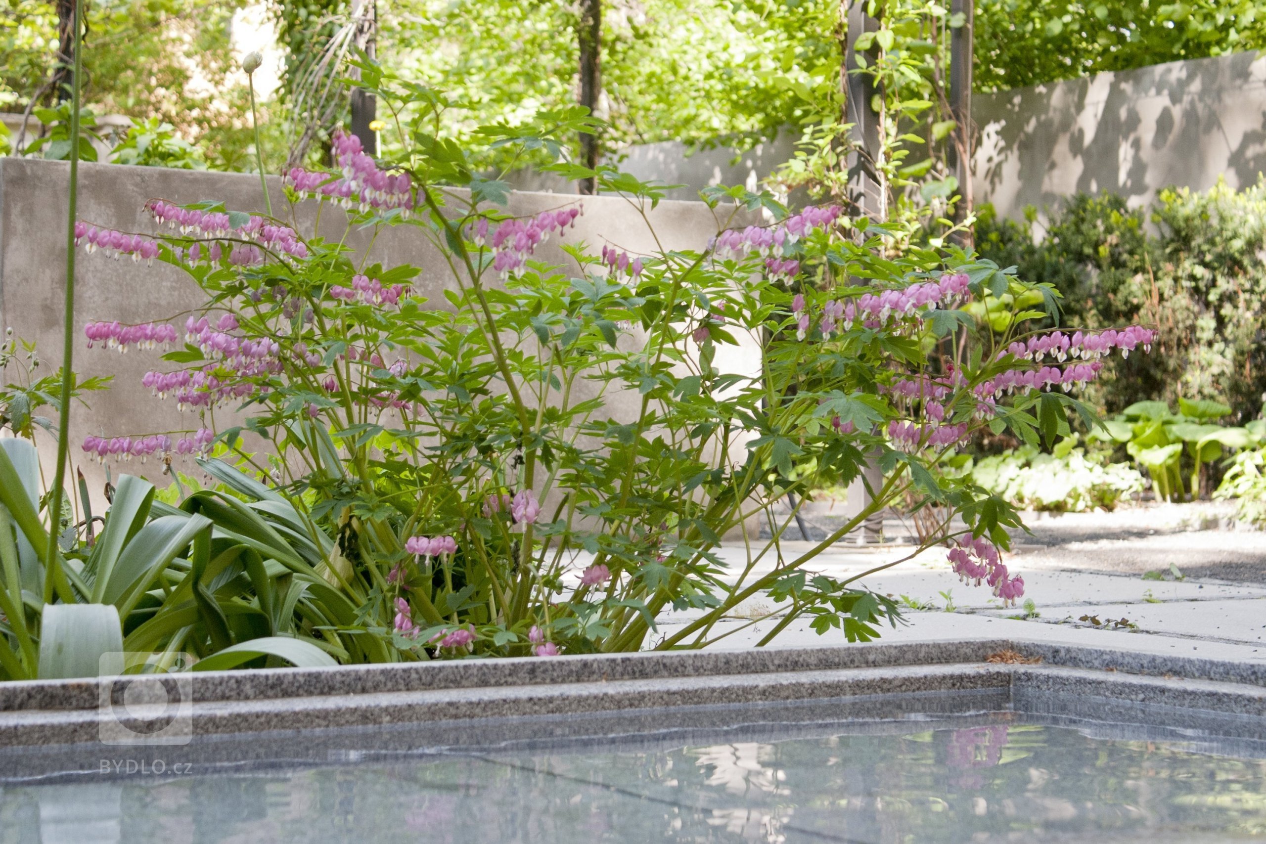 Uprostřed hlučného, přeplněného, rozpáleného města se ve vnitrobloku schovala malá zahrada. Zahrada tichá se zvukem zurčící vody, zahrada chladivá s vodními…