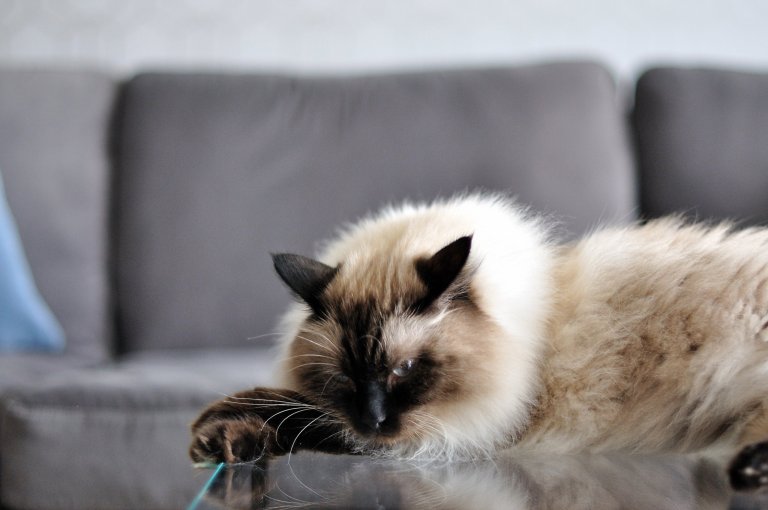 Byt pro milovníky zvířat