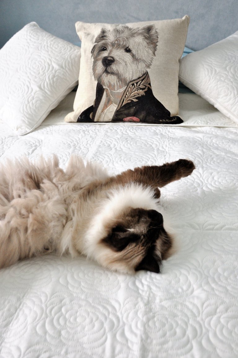 Byt pro milovníky zvířat