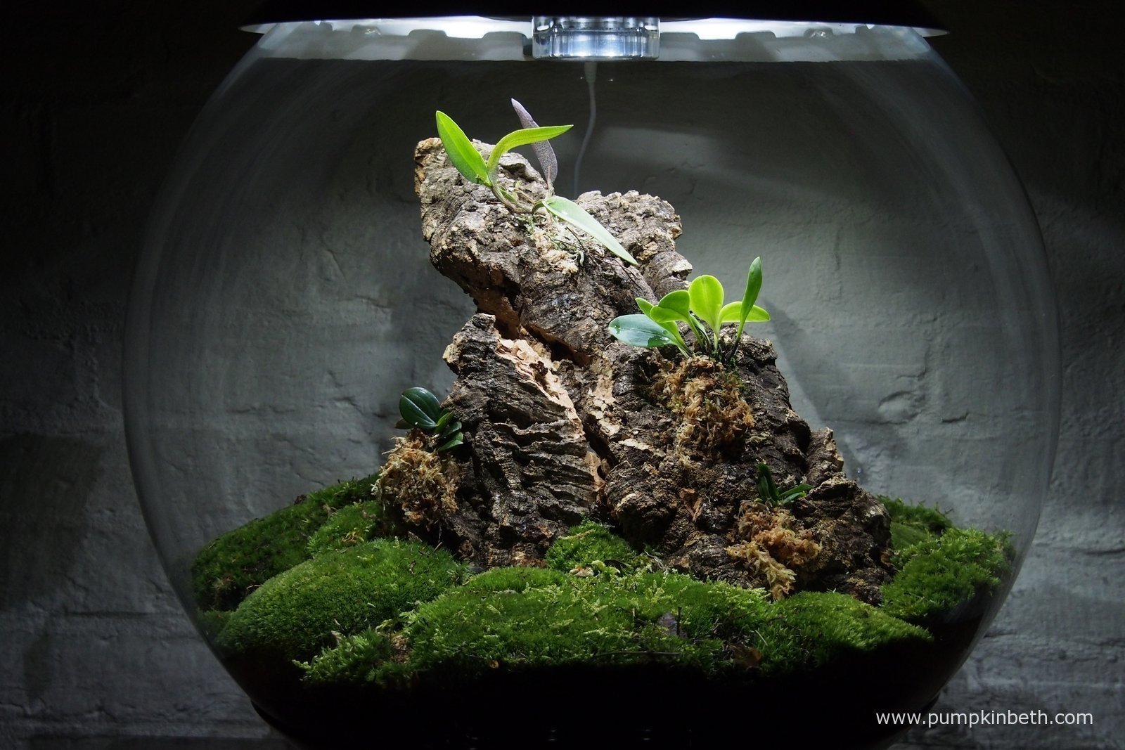 Zahrádka bez zahrádky