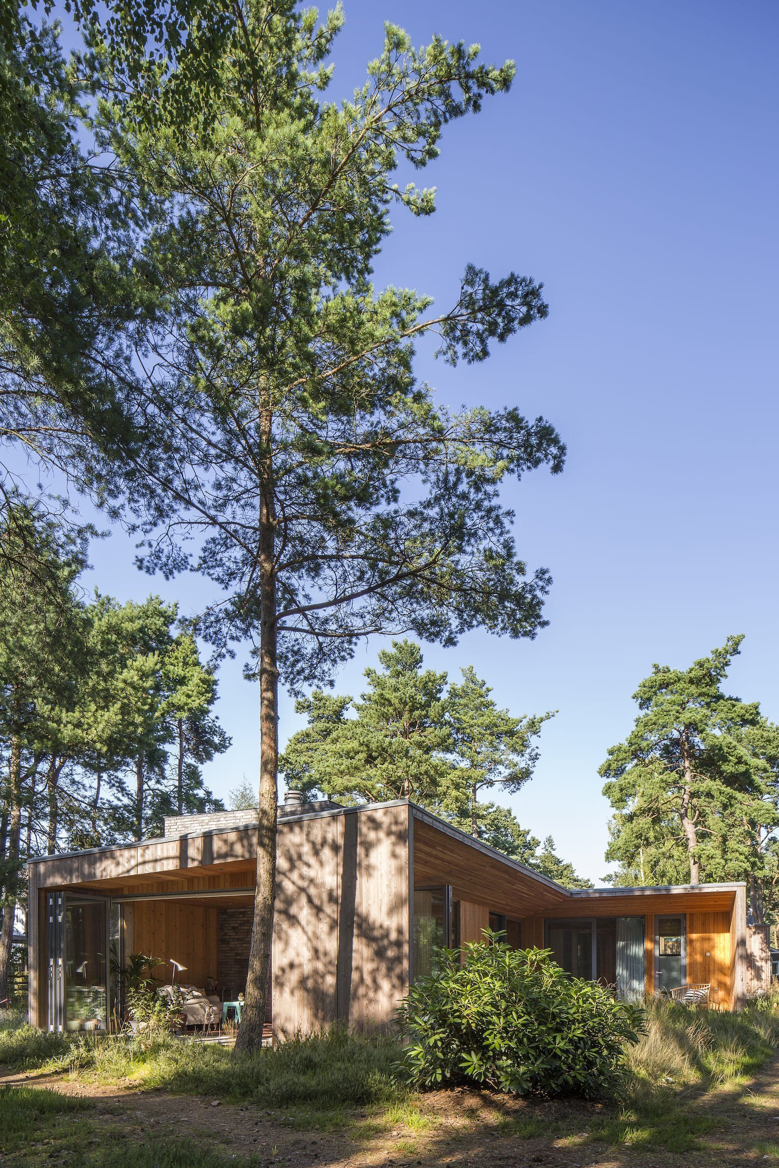 Přízemní dřevostavba mezi borovicemi a domem pro babičku