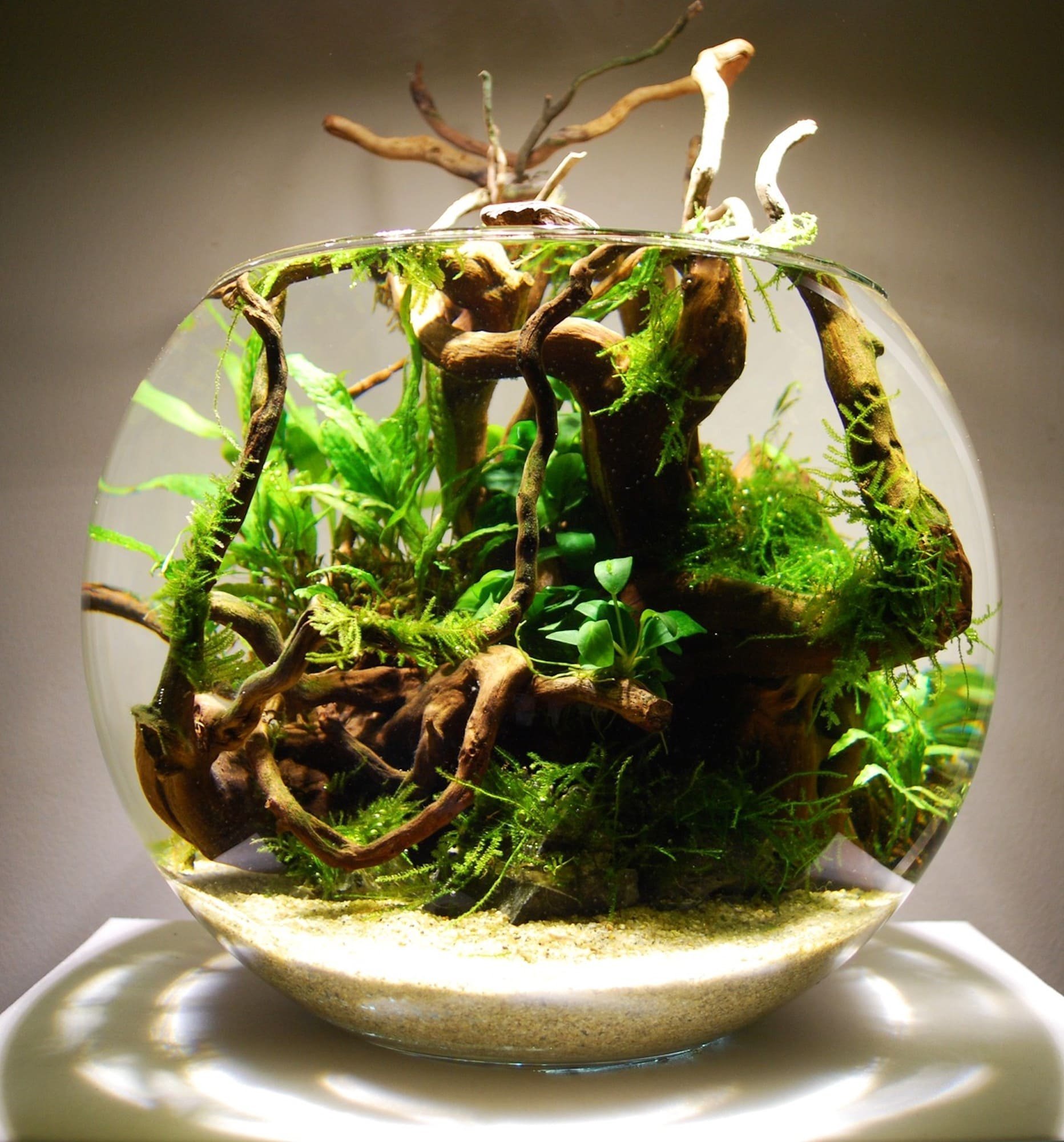 Nano akvárium, designový doplněk do vašeho bytu