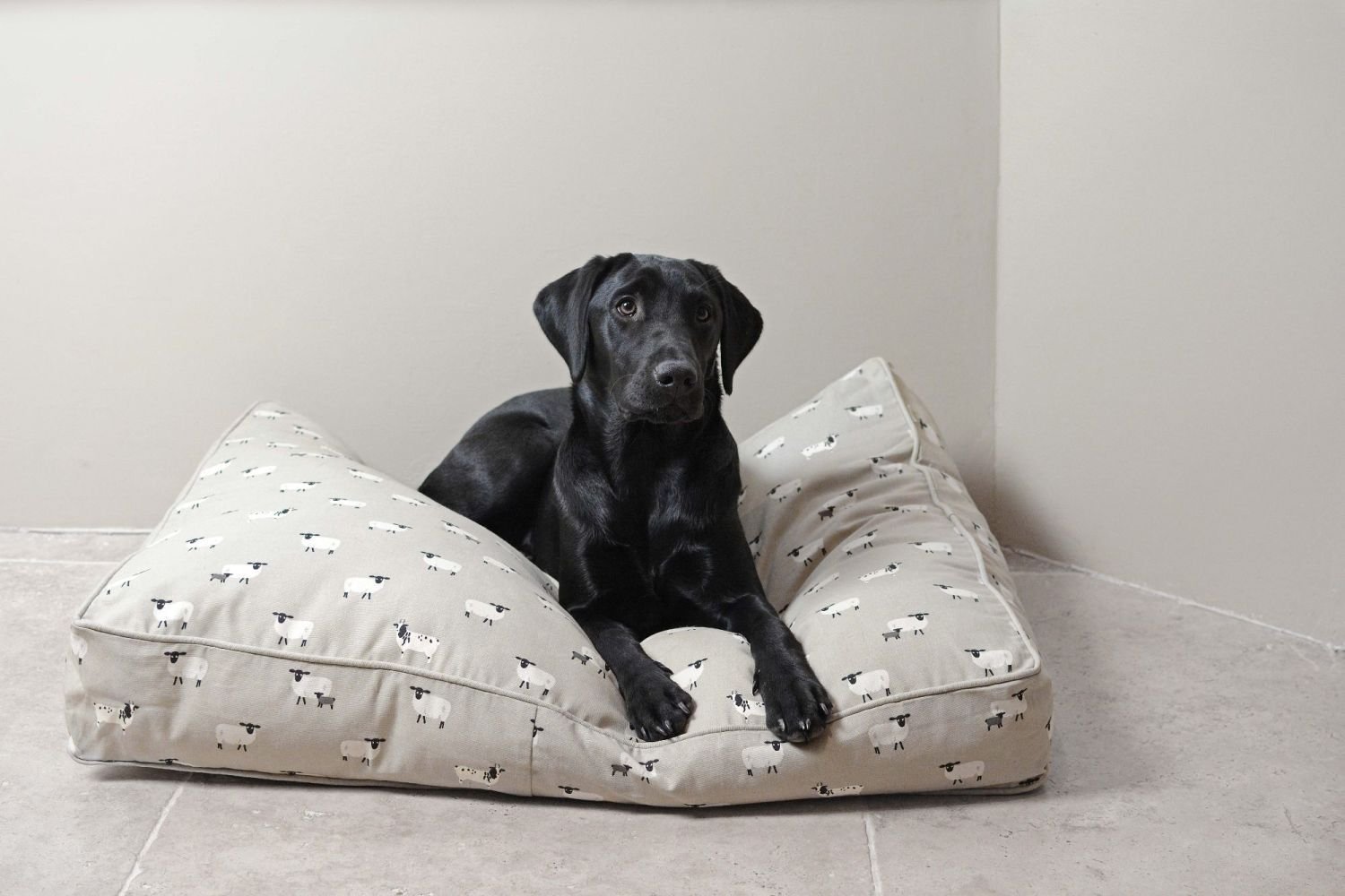 Psi s ortopedickými problémy by měli dostat matraci z paměťové pěny