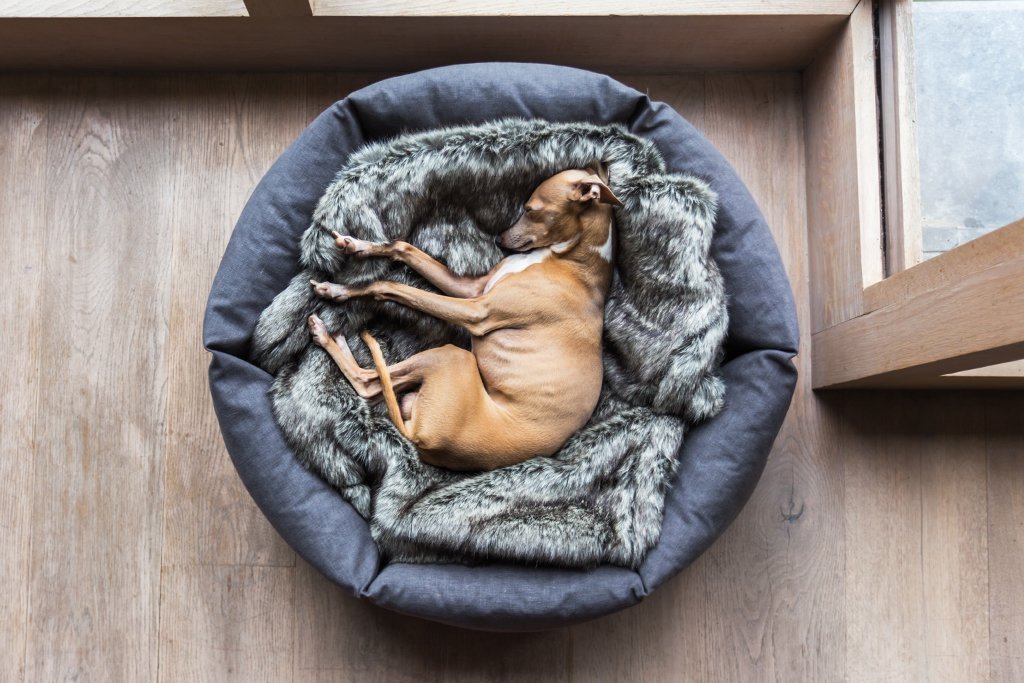 Někteří pejskové dávají přednost spánku v klubíčku