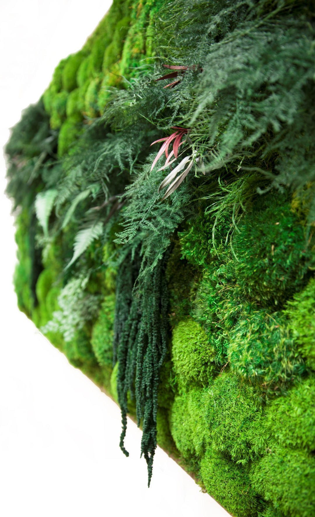 Obrazy z mumifikovaného mechu jsou výjimečný interiérový prvek