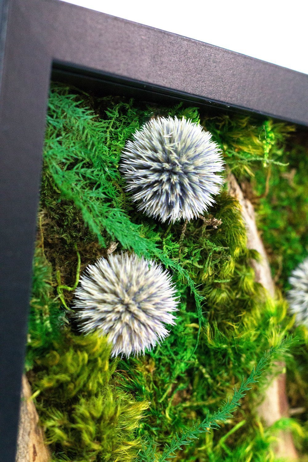 Obrazy z mumifikovaného mechu jsou výjimečný interiérový prvek