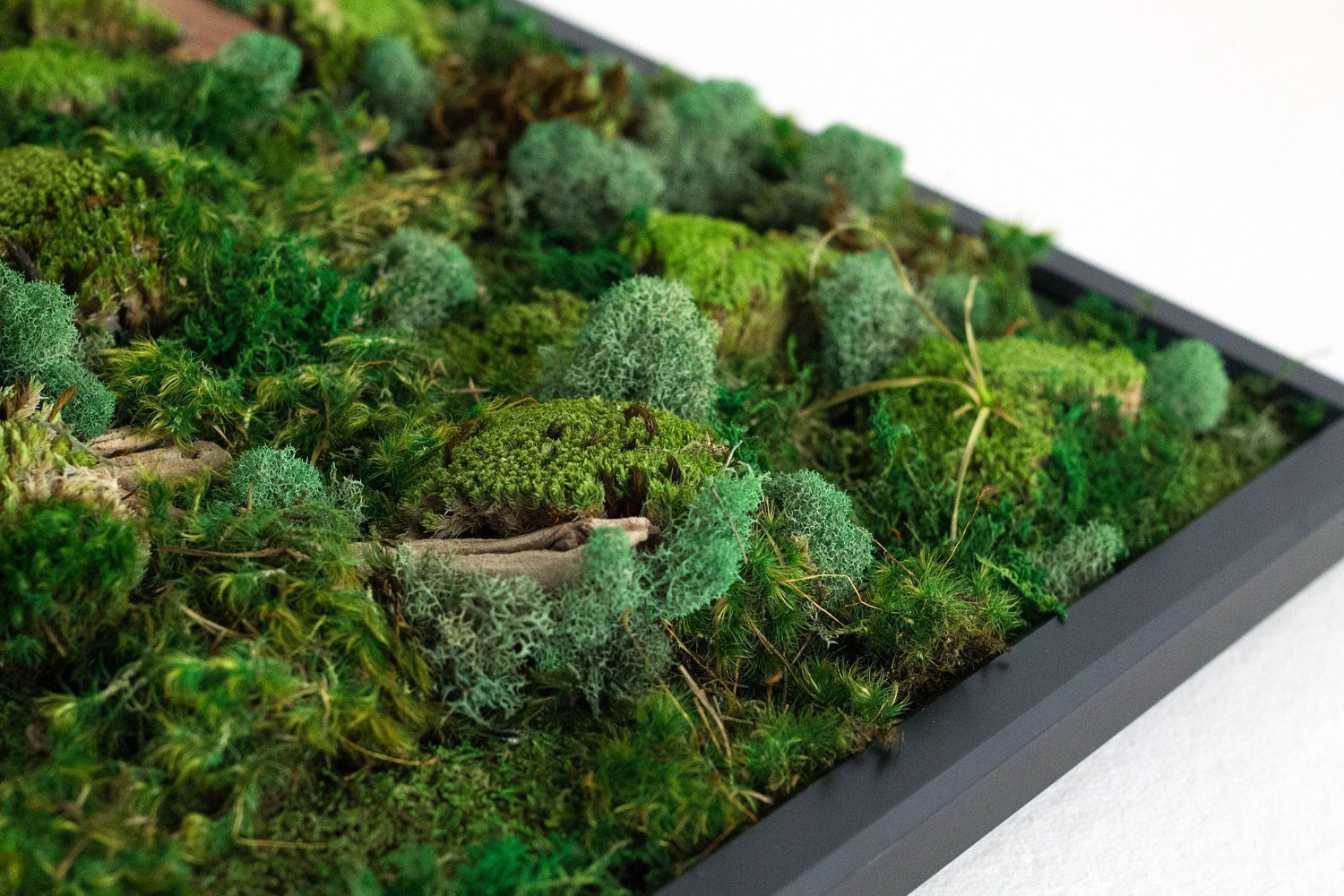 Obrazy z mumifikovaného mechu jsou výjimečný interiérový prvek