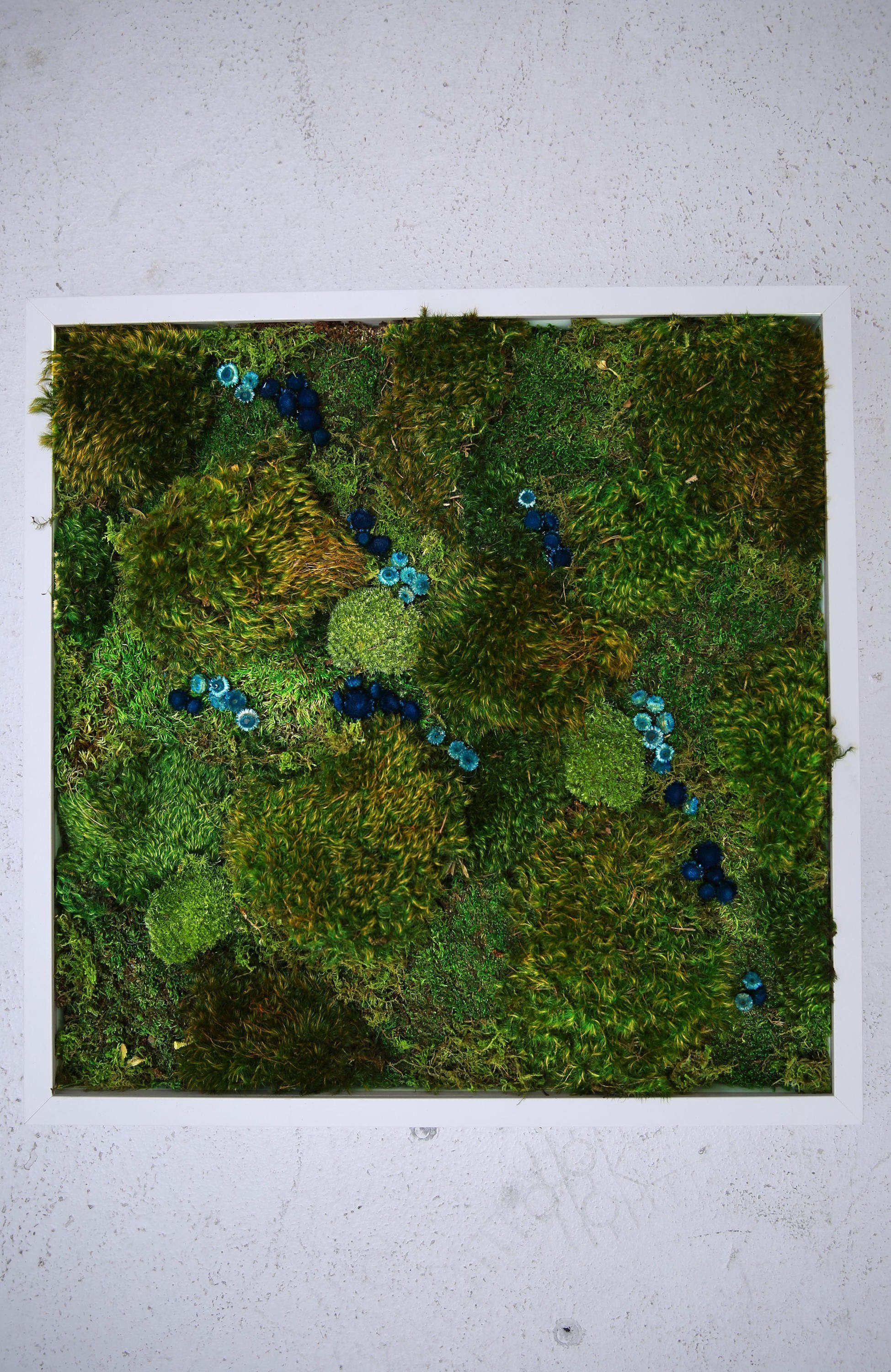 Obrazy z mumifikovaného mechu jsou výjimečný interiérový prvek