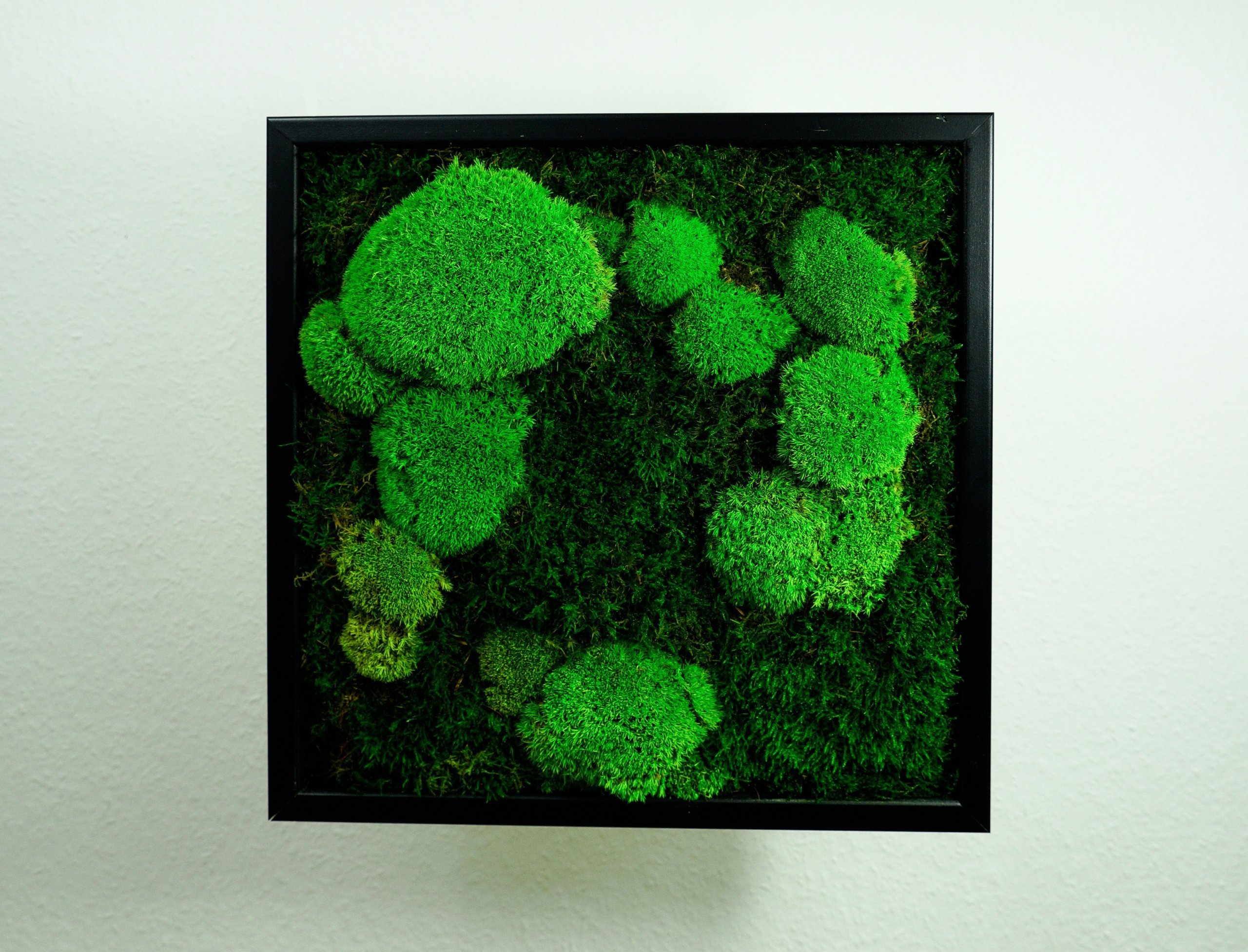 Obrazy z mumifikovaného mechu jsou výjimečný interiérový prvek