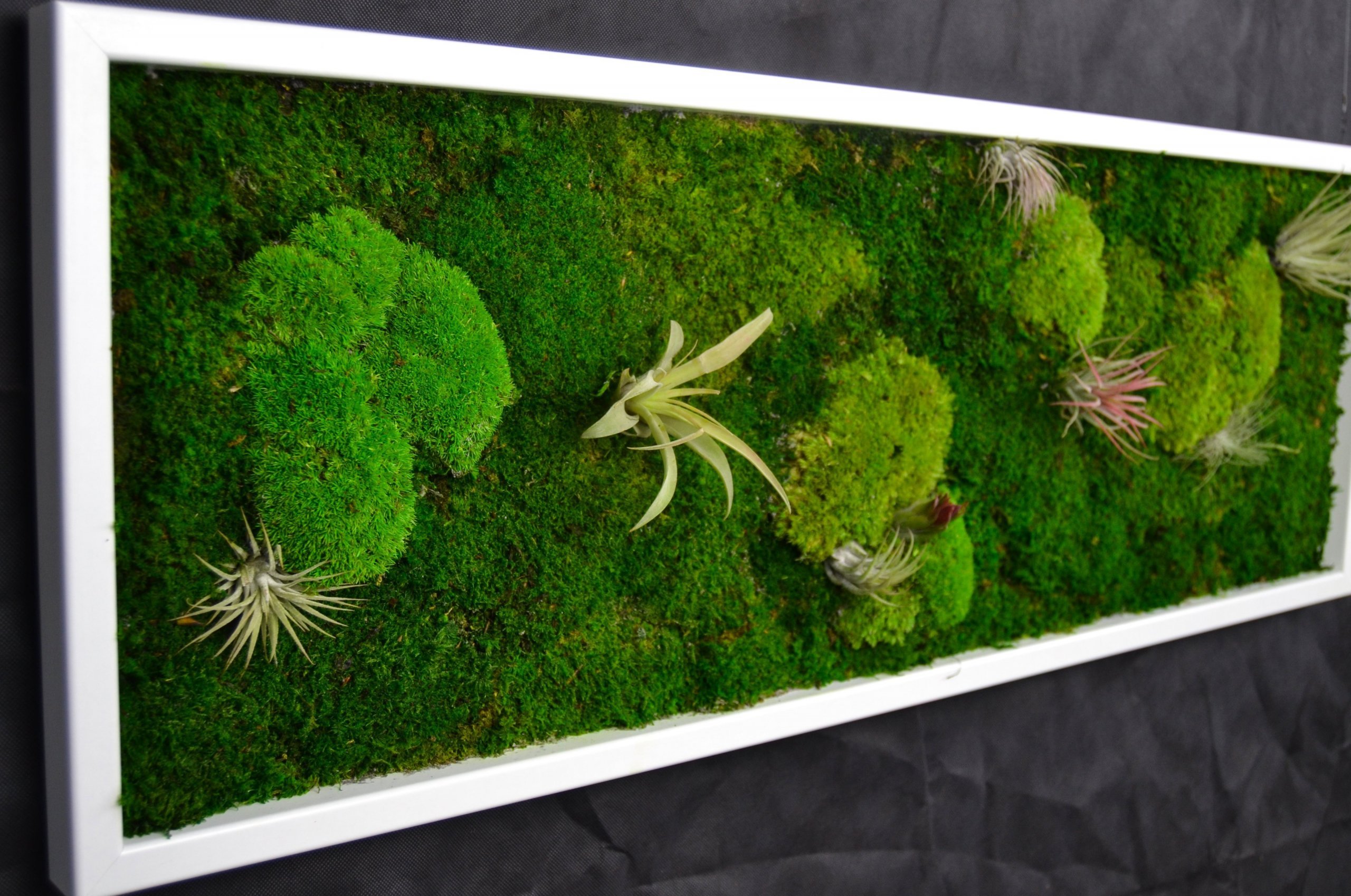 Obrazy z mumifikovaného mechu jsou výjimečný interiérový prvek