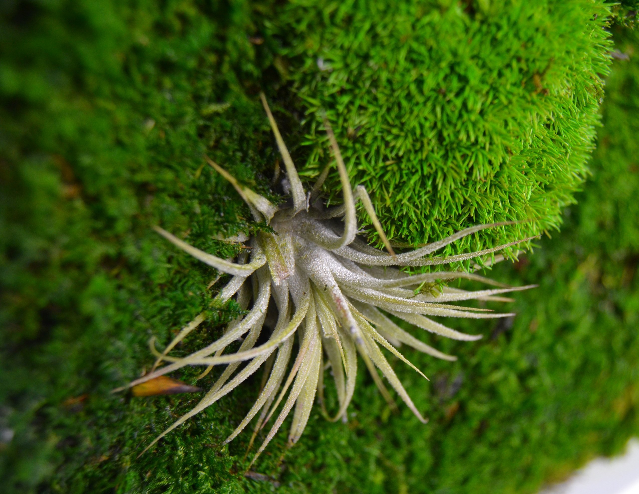 Obrazy z mumifikovaného mechu jsou výjimečný interiérový prvek