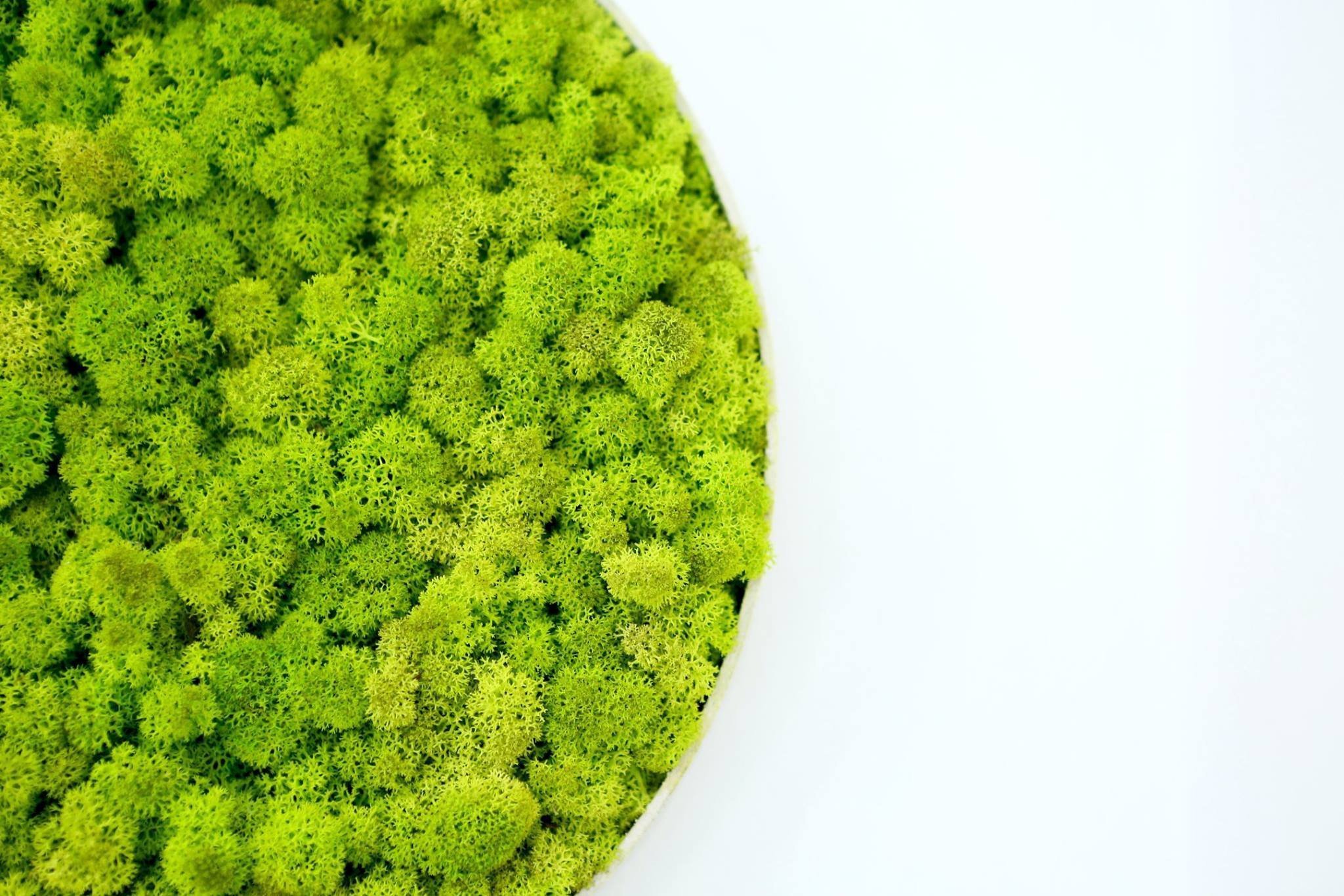 Obrazy z mumifikovaného mechu jsou výjimečný interiérový prvek