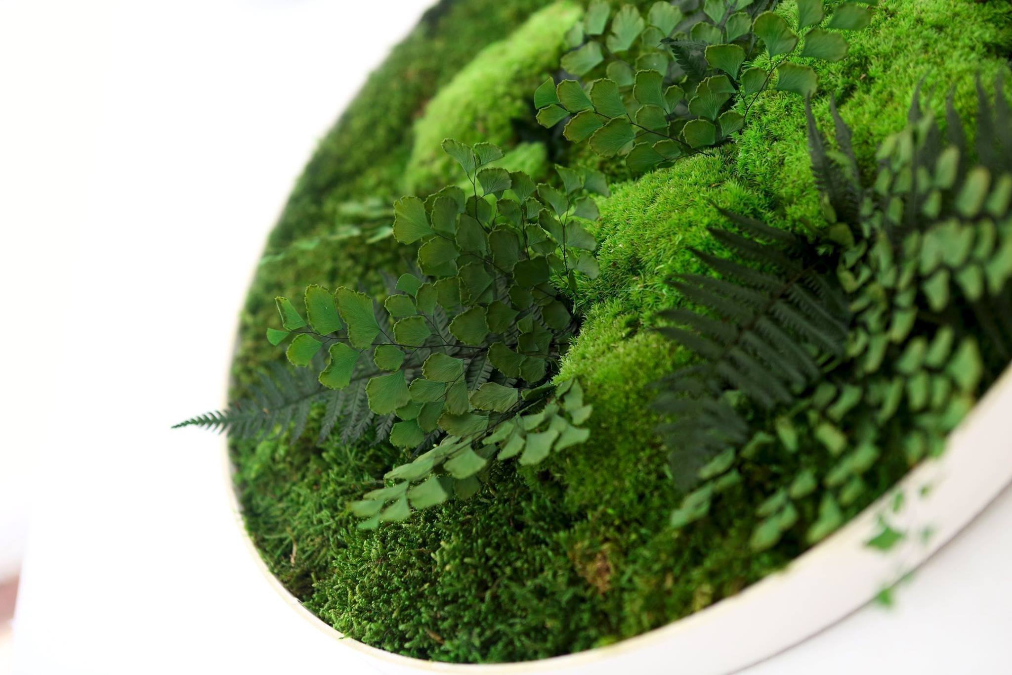 Obrazy z mumifikovaného mechu jsou výjimečný interiérový prvek