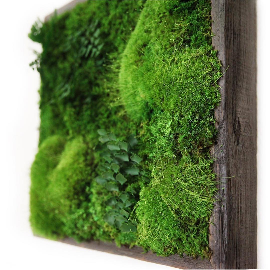 Obrazy z mumifikovaného mechu jsou výjimečný interiérový prvek