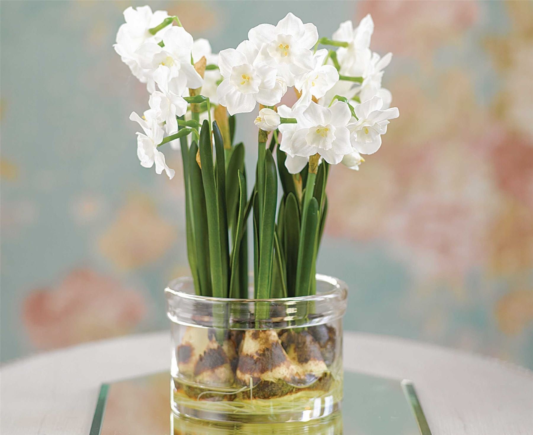 Vánoční stůl mohou ozdobit i vlastnoručně rychlené narcisky