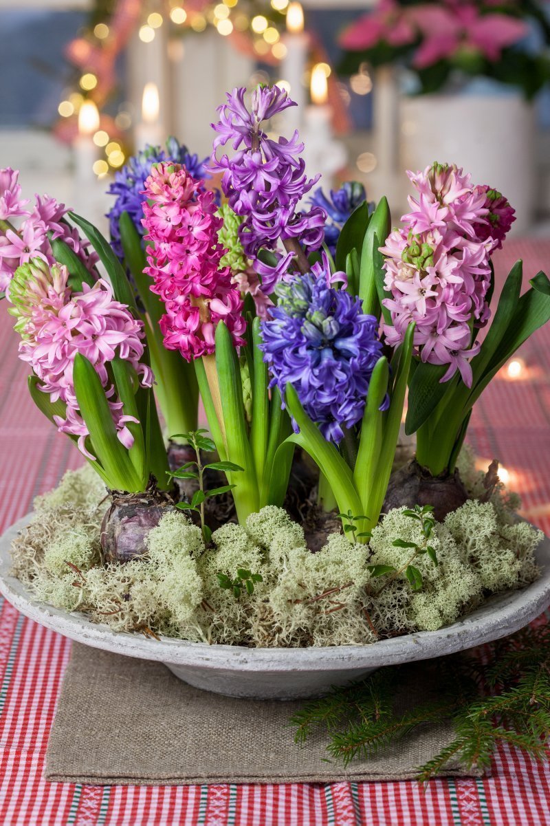 Chcete mít doma o Vánocích živé dekorace? My víme, jak na to!