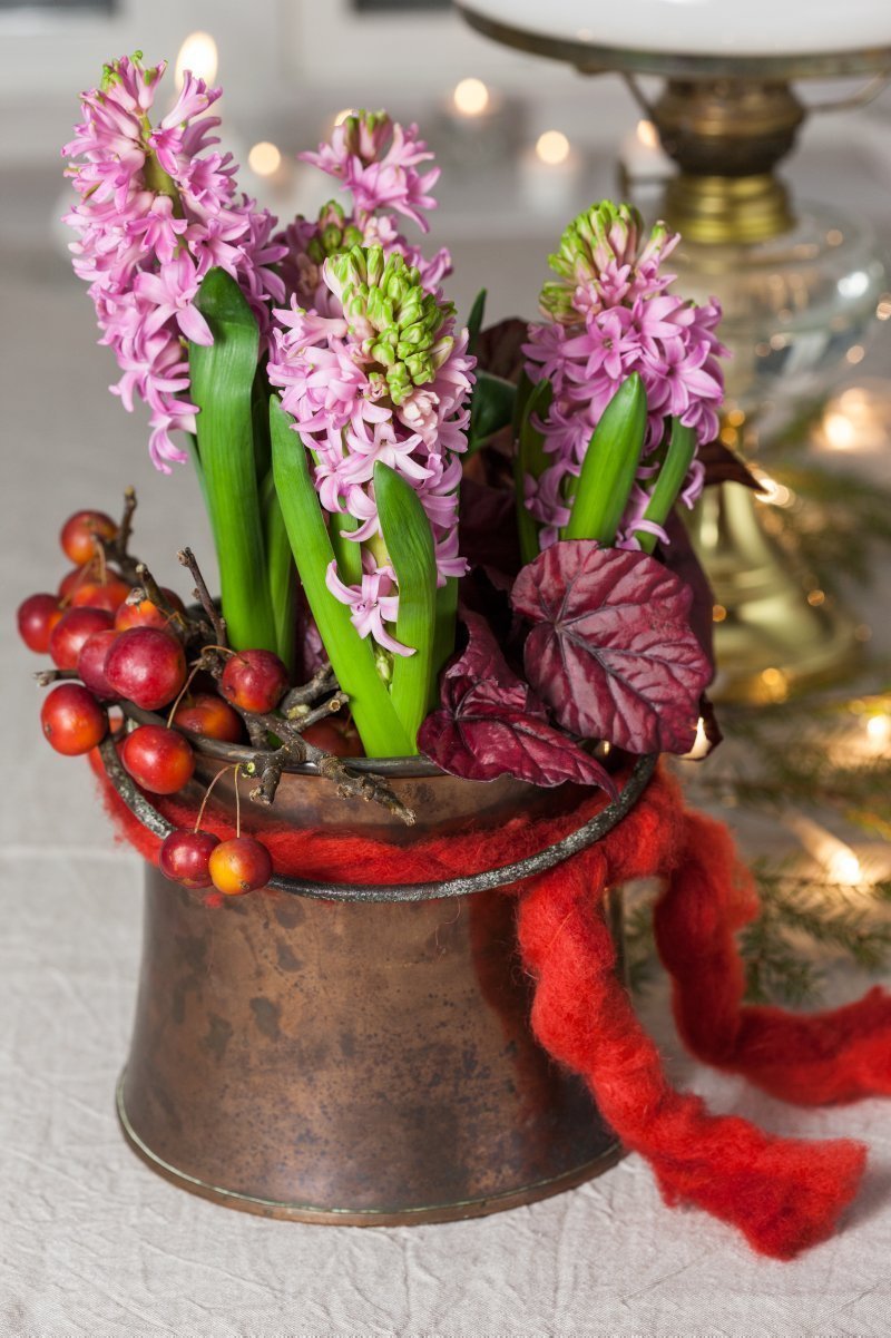 Chcete mít doma o Vánocích živé dekorace? My víme, jak na to!