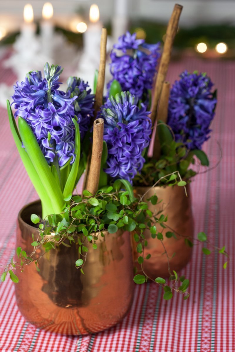 Chcete mít doma o Vánocích živé dekorace? My víme, jak na to!