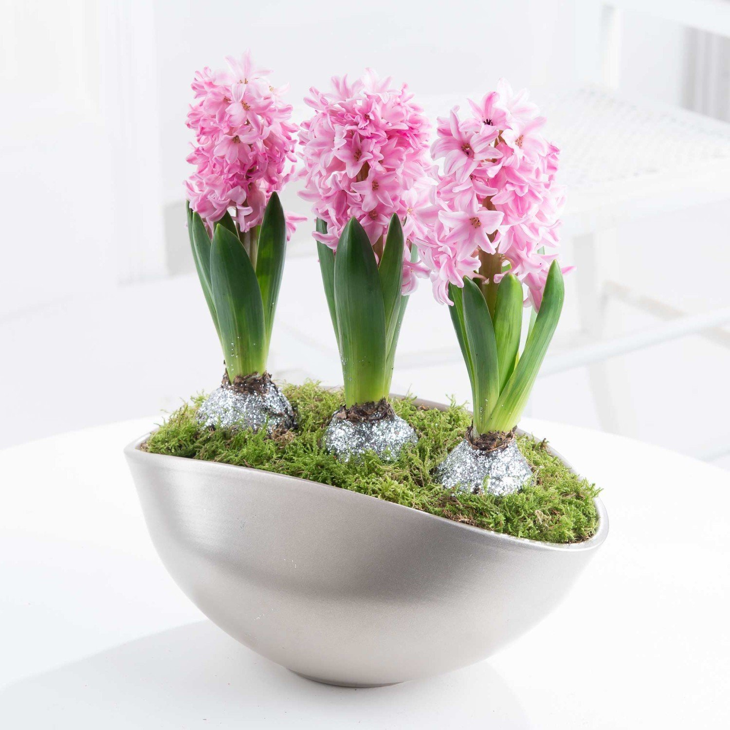 Budete-li mít v místnosti chladněji, vydrží hyacinty kvést déle