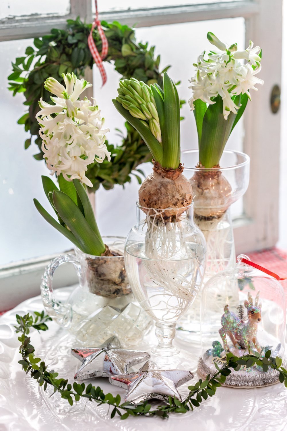 Chcete mít doma o Vánocích živé dekorace? My víme, jak na to!