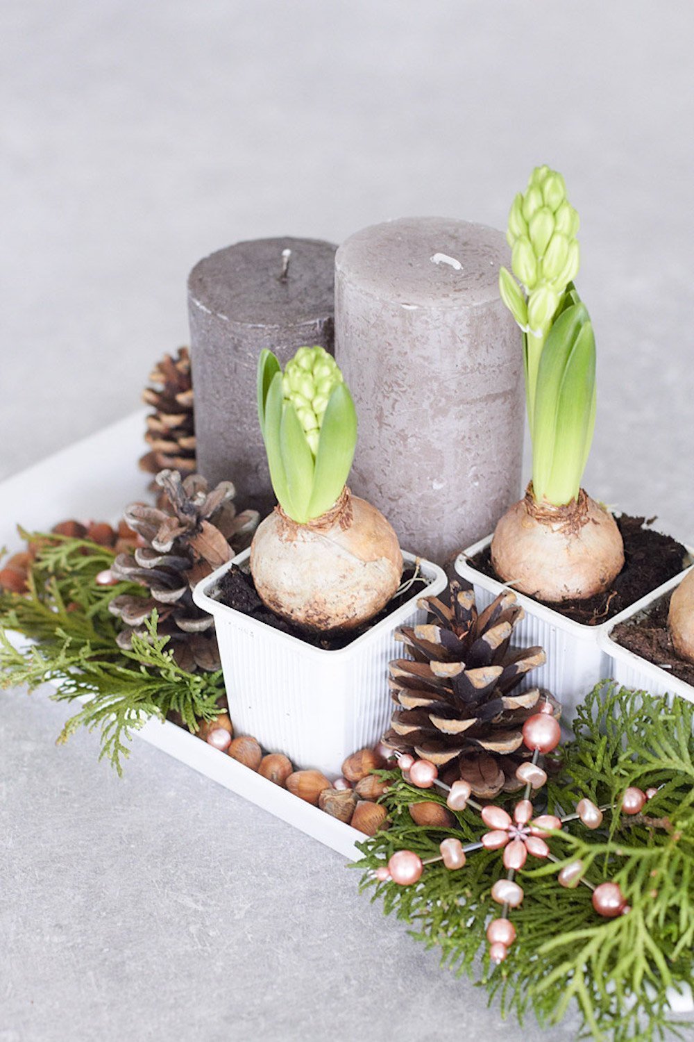 Chcete mít doma o Vánocích živé dekorace? My víme, jak na to!