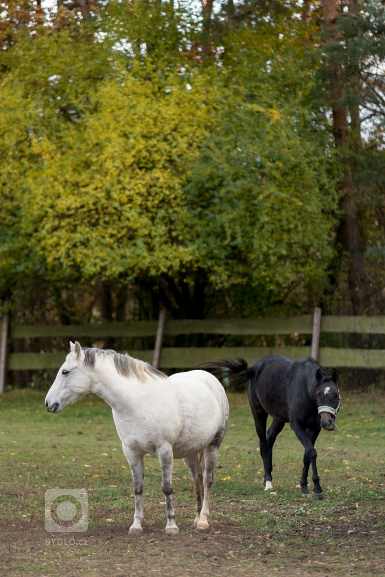 add picture to album