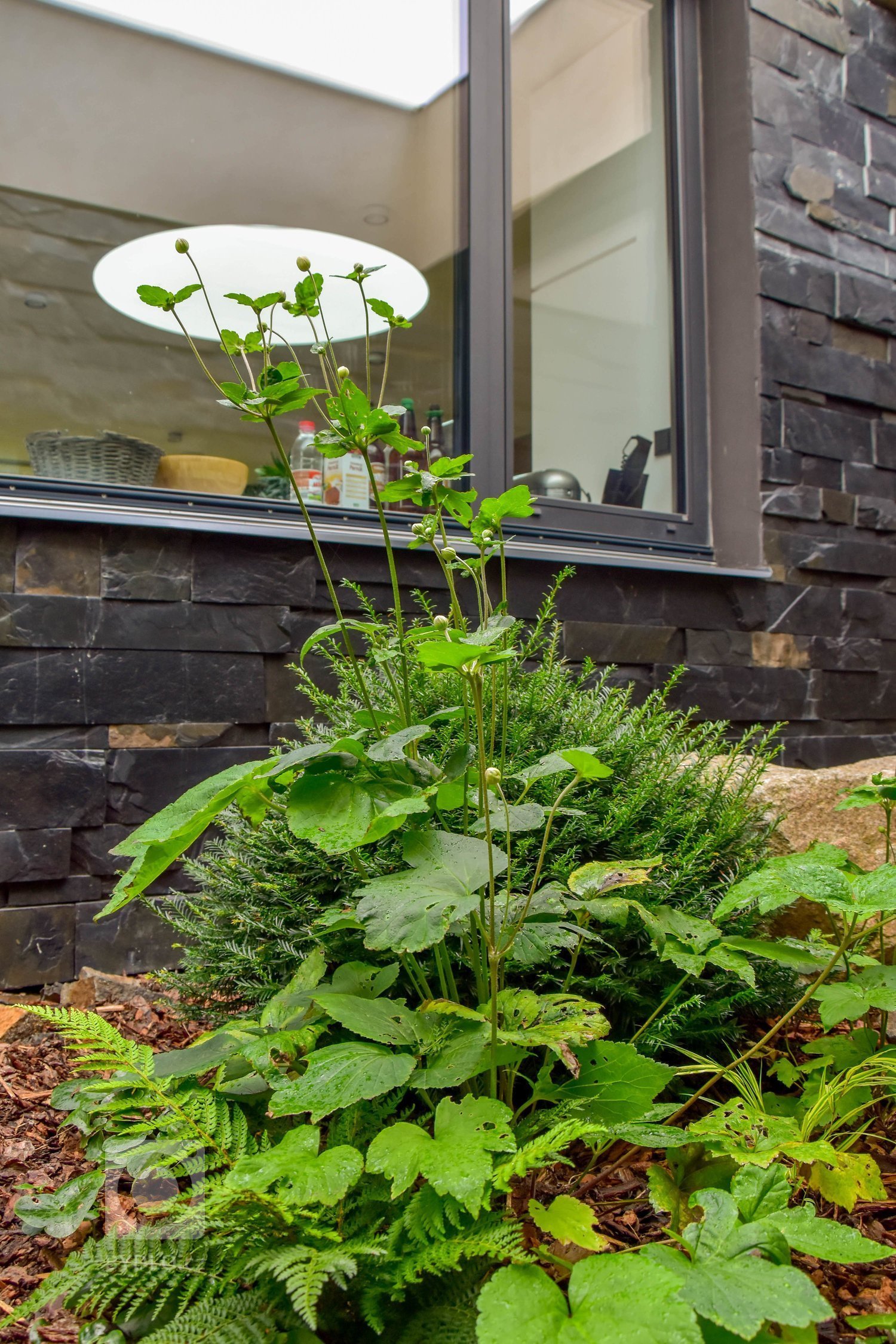 Zahradu, kterou představujeme tentokrát, jsme navrhli v těsné spolupráci s mladými architekty z atelieru Mio architects, kteří zajišťovali projekt domu.…