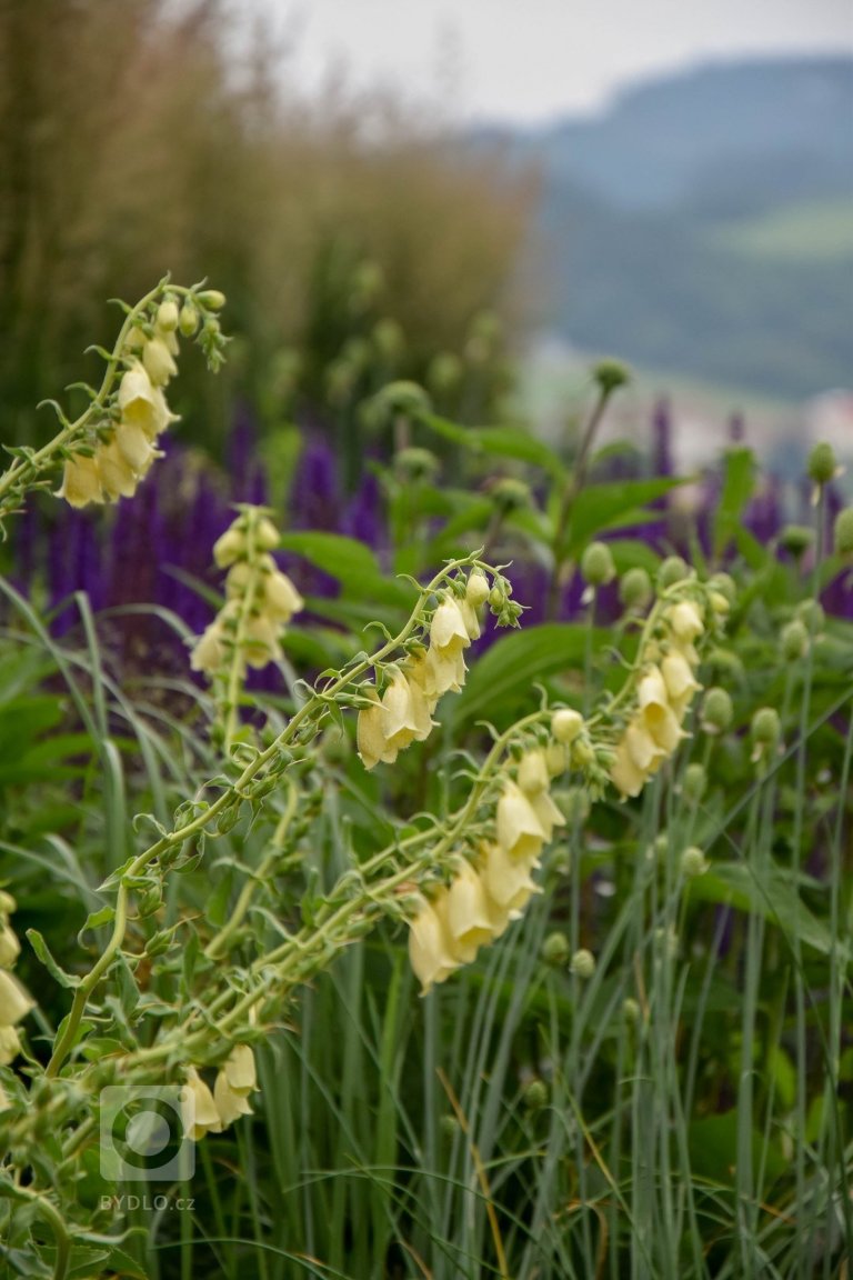 add picture to album